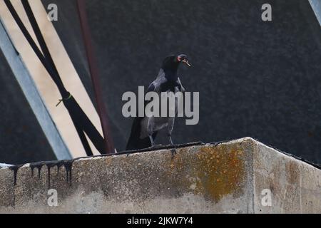 Eine einleuchtende, graue Krähe, die auf einer Betonoberfläche vor einem dunklen, verschwommenen Hintergrund steht Stockfoto