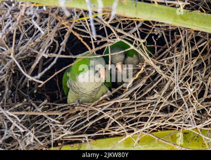 Ein Paar Mönchssittich in einem Nest Stockfoto