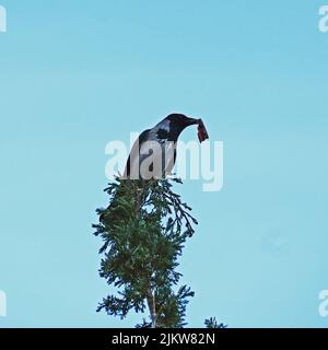 Eine einige graue Krähe mit Beute auf dem Schnabel, die auf einem Baum steht Stockfoto