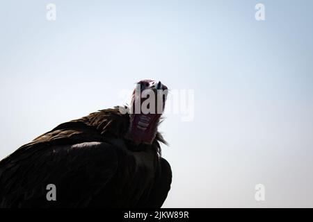 Dunkler Kapuzengeier, Necrosyrtes monachus, Kopf aus der Nähe vor blauem Himmel von unten Stockfoto