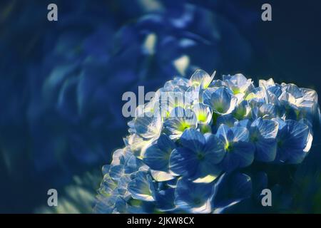 Eine Nahaufnahme von wunderschönen blauen Hortensien-Blüten auf einem unscharfen Hintergrund Stockfoto