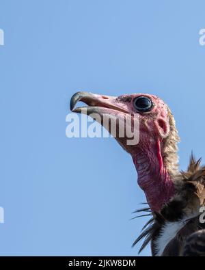 Kapuzengeier, Necrosyrtes monachus, Kopf aus der Nähe gegen blauen Himmel, der nach links schaut Stockfoto