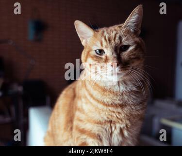 Eine süße, flauschige Ingwer-Katze, die auf einer Couch in einem verschwommenen Hintergrund sitzt Stockfoto