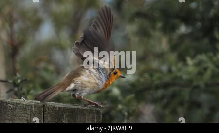 Eine selektive Fokusaufnahme von europäischem Rotkehlchen (Erithacus rubecula) Stockfoto