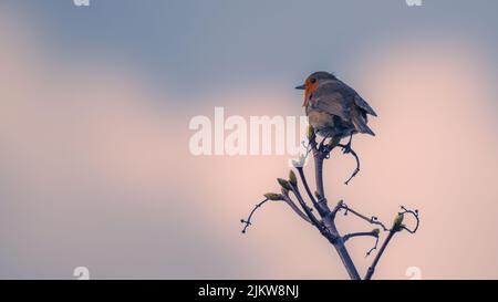 Eine selektive Fokusaufnahme von europäischem Rotkehlchen (Erithacus rubecula), die auf einem Zweig thront Stockfoto