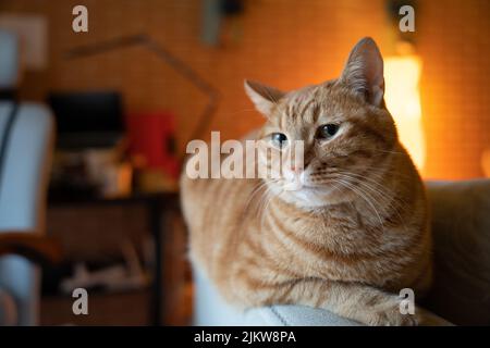 Eine süße, flauschige Ingwerkatze, die sich auf einem Sofa in einem verschwommenen Hintergrund niederlegt Stockfoto