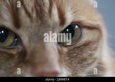 Die grünen Augen einer niedlichen Ingwerkatze auf einem verschwommenen Hintergrund Stockfoto