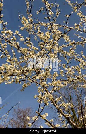 Eine Aufnahme eines Kirschbaums mit weißen Blüten an einem sonnigen Frühlingstag in einem niedrigen Winkel vor einem blauen Himmel Stockfoto