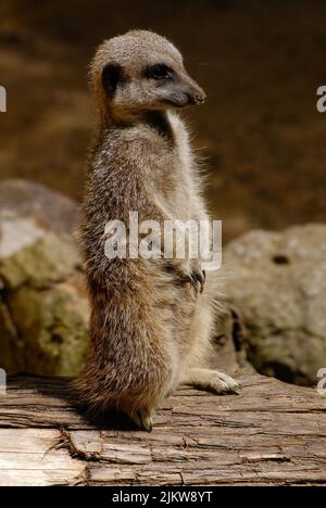 Sentry Meerkat, Suricata suricatta, stand wach und suchte nach Gefahr Stockfoto