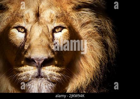 Ein Löwengesicht mit einem ernsthaften gruseligen Look Stockfoto