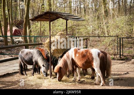 Drei Ponys essen in Holzzäunen im neuen Zoo Stockfoto