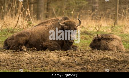 Eine Nahaufnahme eines amerikanischen Bisons, der im grünen Gras mit seinem Baby liegt Stockfoto