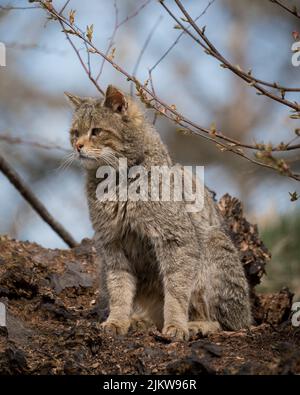 Ein vertikales Nahaufnahme-Porträt einer Katze, die auf einem Baumstamm steht und zur Seite schaut Stockfoto
