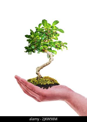 Eine Hand, die einen Baum in der Erde in seiner Handfläche hält, isoliert auf einem weißen Hintergrund Stockfoto