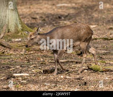 Eine Nahaufnahme eines einsamen Hirsches, der an einem sonnigen Tag in einem Wald spazieren geht Stockfoto