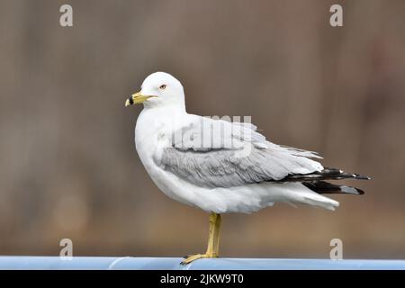 Eine Nahaufnahme der Ringmöwe, Larus delawarensis, die auf dem Geländer thront. Stockfoto