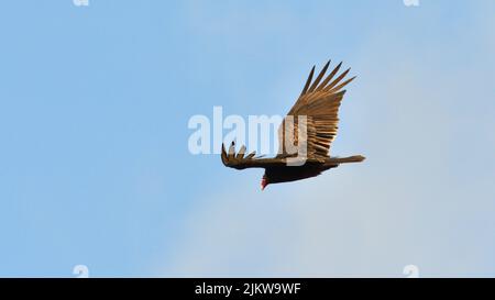 Eine Nahaufnahme des türkeigeiers, der am Himmel fliegt. Cathartes Aura. Stockfoto