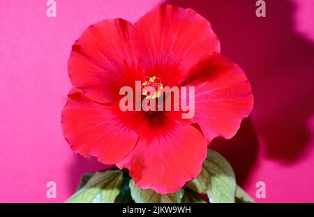 Eine Nahaufnahme von Hibiscus rosa-sinensis, umgangssprachlich als chinesischer Hibiskus bekannt. Stockfoto