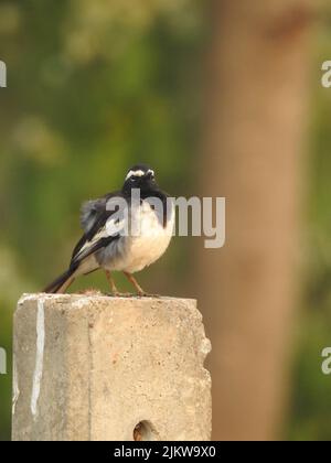 Nahaufnahme des schönen indischen europäischen pied Fliegenfänger Vogel sitzt auf Wasserbehälter Rohr, Betonsockel und in einem Baum mit Natur Hintergrund Stockfoto