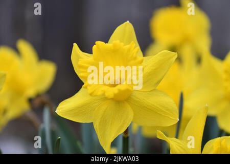 Eine Nahaufnahme von Narcissus pseudonarcissus, allgemein bekannt als wilde Narzissen- oder Fastenlilie. Stockfoto