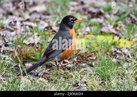 Eine Nahaufnahme des amerikanischen Rotkehls auf der Suche nach Würmern. Turdus migratorius. Stockfoto