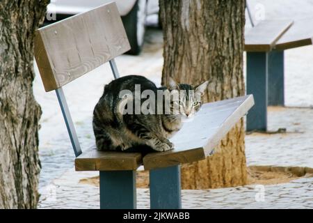 Eine Nahaufnahme einer streunenden Katze, die auf einer Straßenbank neben einem Baum sitzt Stockfoto