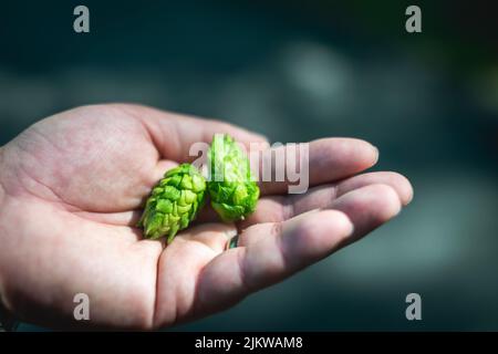 Nahaufnahme einer Hand mit zwei grünen Zapfen Stockfoto