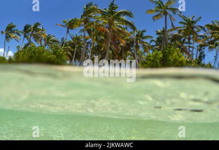 Eine schöne Aufnahme von Palmen mit dem Meer im Vordergrund Stockfoto