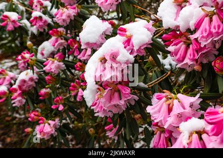 Großer Rhododendron-Busch im Schnee mit roten Blüten und teilweise bedeckten Knospen Stockfoto