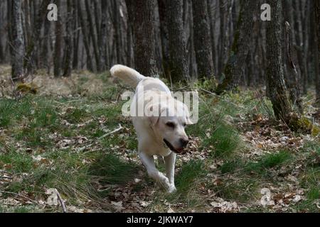 Schöner Goldener Retriever labrador, der im Frühling in einem französischen Wald spazierengeht Stockfoto