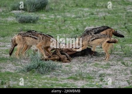 Schakale fressen einen Büffelkadaver im Busch in Namibia Stockfoto