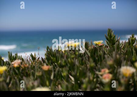 Eine Nahaufnahme von gelb blühenden Carpobrotus edulis Blumen im Hintergrund des Meeres Stockfoto