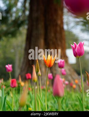 Eine vertikale Aufnahme blühender Tulpen im Westfalenpark in Dortmund Stockfoto