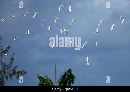 Eine wunderschöne Aufnahme eines kleinen Schwarms weißer Vögel, die an einem sonnigen Tag auf einem bewölkten Himmel fliegen Stockfoto