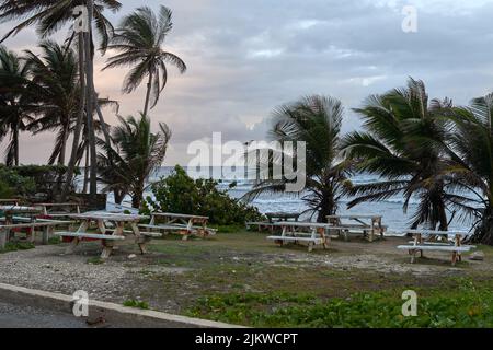 Die leeren Bänke und die schwankenden Kokospalmen am windigen Strand Stockfoto