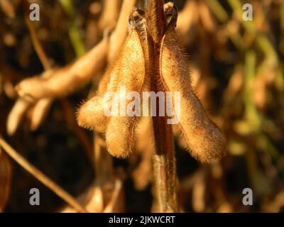 Nahaufnahme der reifen Sojabohne in der Feldplantage Stockfoto