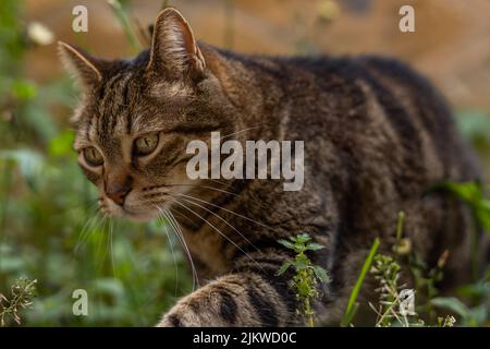 Nahaufnahme einer braunen und schwarzen gemeinen Katze, die die Kamera beim Gehen auf dem Feld ansieht Stockfoto