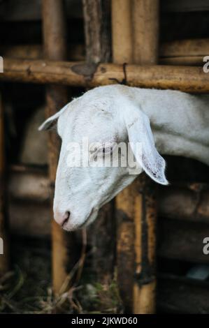 Eine Nahaufnahme einer weißen Ziege, die tagsüber mit verschwommenem Hintergrund den Kopf zwischen die Zaunstangen auf dem Bauernhof streut Stockfoto