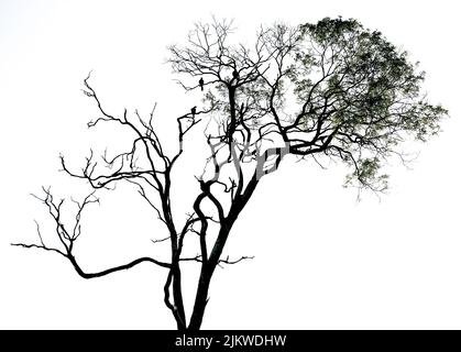 Die Silhouette der Vögel auf der Silhouette eines Baumes isoliert auf weißem Hintergrund Stockfoto