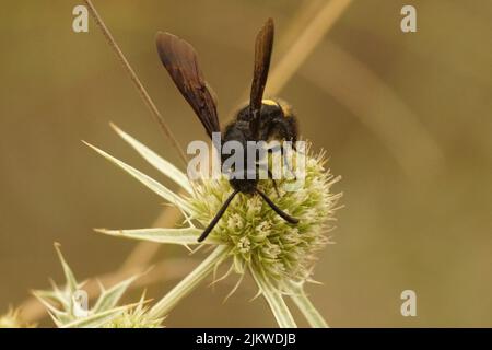 Nahaufnahme einer schwarzen, behaarten Skolidenwespe, Scolia hirta, trinkender Nektar aus einem Eryngo-Feldcampestre in Südfrankreich Stockfoto