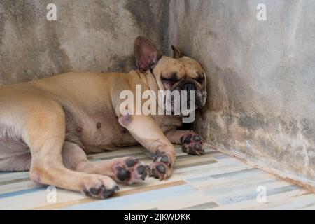 Eine Nahaufnahme einer französischen Bulldogge, die tagsüber in der Zimmerecke an den Wänden auf dem Boden schläft Stockfoto