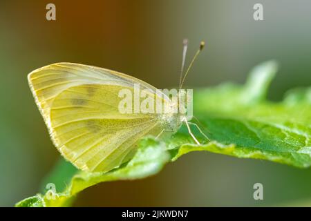 Kleiner weißer, Pieris rapae, weißer und gelber Schmetterling, der auf einem Zitronenbaum thront Stockfoto