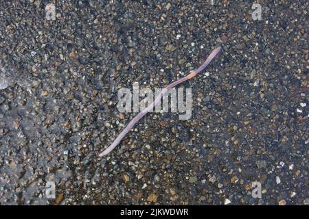 Regenwurm nach dem Regen kroch auf den Asphalt. Stockfoto