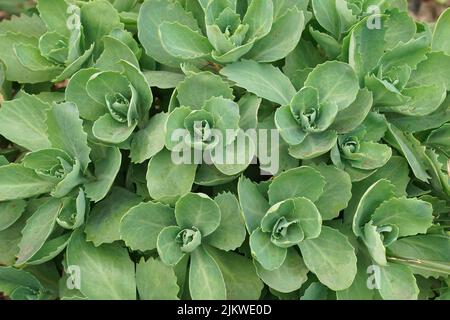 Nahaufnahme einer auftauchenden orpinen, lebhaft sukkulenten Pflanze, Sedum oder Hylotephium tephium im Garten Stockfoto