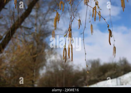 Birkenzweige mit jungen Kätzchen und Blättern. Sonniger Frühlingstag im Wald. Stockfoto