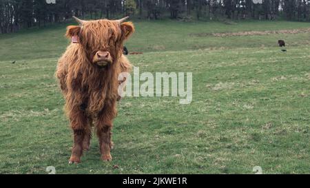 Eine wunderschöne Aufnahme einer jungen schottischen Highland-Kuh, die tagsüber allein in einem Grasland steht Stockfoto