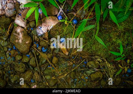 Die Beeren der Blauen Runde sind auf dem Boden in der Nähe der Manoa Falls in Oahu, Hawaii, verstreut Stockfoto