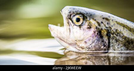 Forellen im grünen Wasser eines Bergsees. Regenbogenforellen aus nächster Nähe im Wasser. Angeln. Regenbogenforellen springen. Die Regenbogenforelle im See Stockfoto