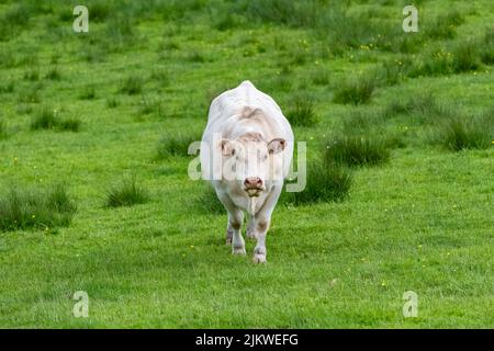 Eine weiße Kuh auf einem Feld, auf einer Weide Stockfoto