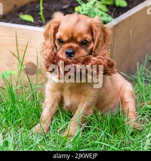 Ein Hund Kavalierkönig charles, ein Welpe mit dem Reinen sitzt im Garten Stockfoto